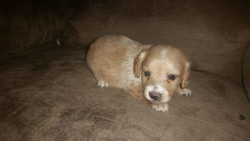 AKC Longhair miniature Dachshund-