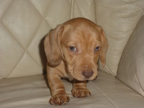 3/4 Miniature Smooth Dachshund Puppies