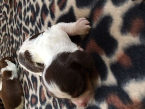 Beautiful male pies w ticking