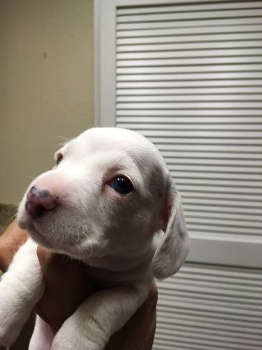 Beautiful AKC Extreme White with Blue eyes femaleMiini Dachshund