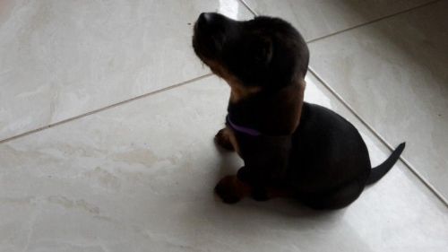 Dachshund puppies