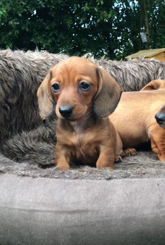 Standard dachshund puppies,