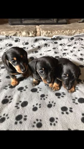 Mini Smooth Haired Dachshunds For Sale