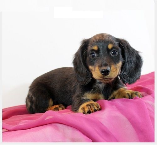 Beautiful AKC REG Dachshund Puppies