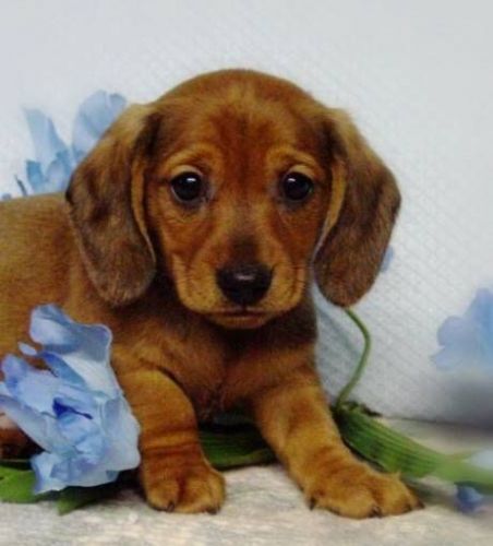 Cute Mini Dachshund puppies for sale.