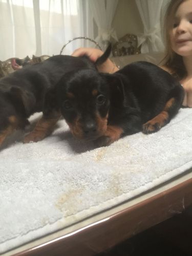 Top Class Miniature Dachshund Puppies