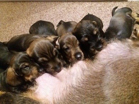 Kc Reg Standard Wire Haired Dachshund Puppies