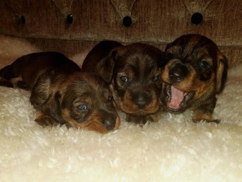 Gorgeous Dachshund Puppies