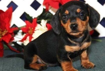 Dachshund puppie