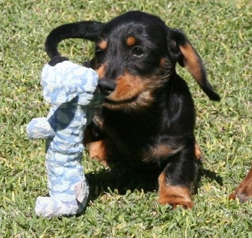 Dachshund Puppies for sale in Houston, TX, USA. price: $400