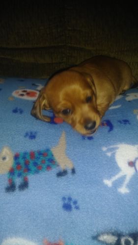 smooth dachshund puppy