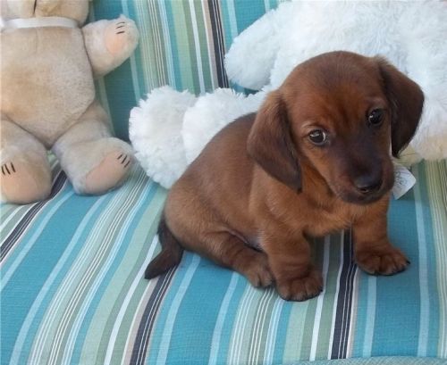 lovable Dachshund