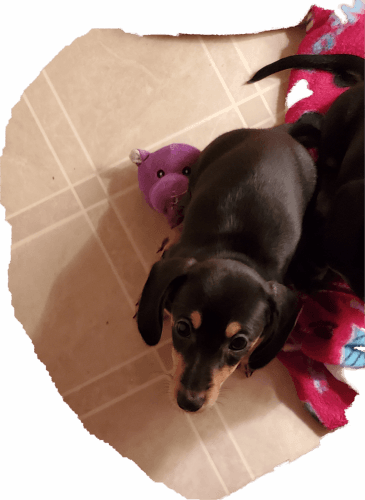 3 Dachschund puppies for sale