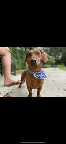 Young Male Dachshund- Mini Red Short hair