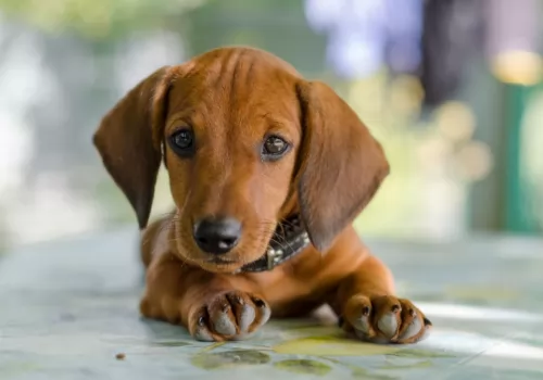 dachshund puppy - description