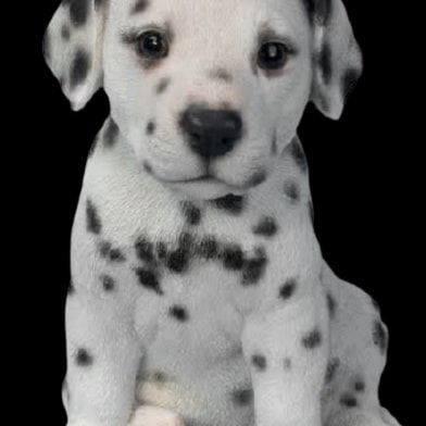 Dalmatian Puppies for sale in Cuttack, Odisha 753001, India. price: 25,000 INR