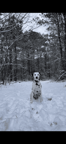 Dalmatian Puppies for sale in Fayetteville, NC, USA. price: $500