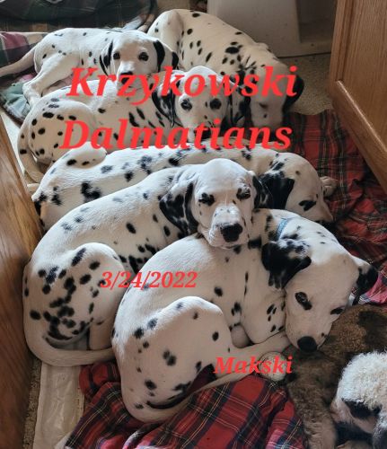 Krzykowski Dalmatians, Makski, AKC