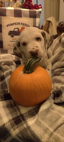 Dalmatian Puppies - Savannah, GA
