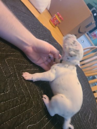 CKC Registered Pure Bred Dalmatian Puppy TAN