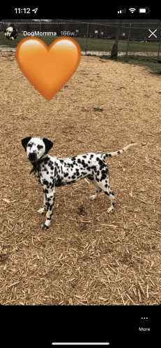 Sweet Boy Needing A New Home