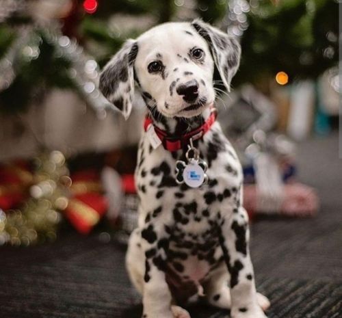 Dalmation AKC