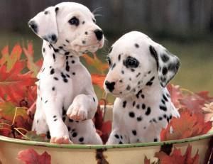 Dalmatian Puppies for sale in Dallas, TX, USA. price: NA