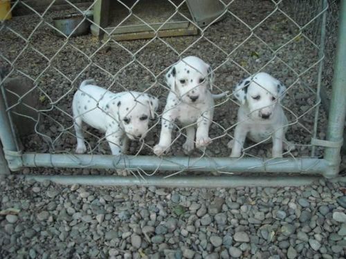 Dalmatian Puppies for sale in New York, NY, USA. price: NA