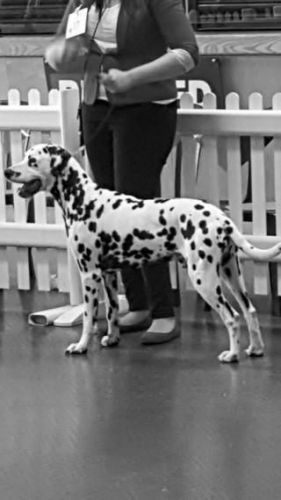 K.c Registered Dalmatian Puppies For Sale