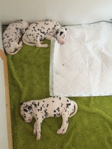 Dalmatian pups
