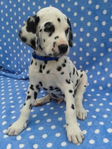 Exceptional Kc Registered Dalmatians