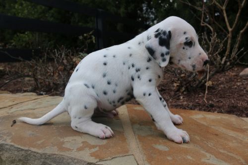 Dalmatian Puppies for sale in Alpharetta, GA, USA. price: $800
