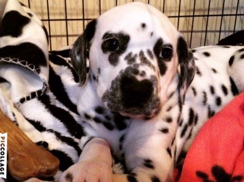 Dalmatian Puppies for sale in San Diego County, CA, USA. price: $400