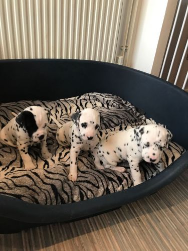 Kc Reg Dalmatian Puppies.