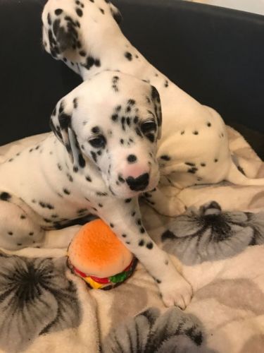 Dalmatian puppies