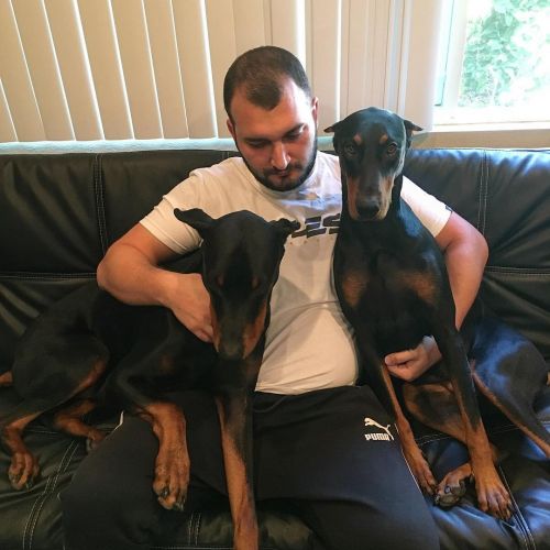 Dalmatian Puppies for sale in Penn Ave, Pittsburgh, PA, USA. price: $800