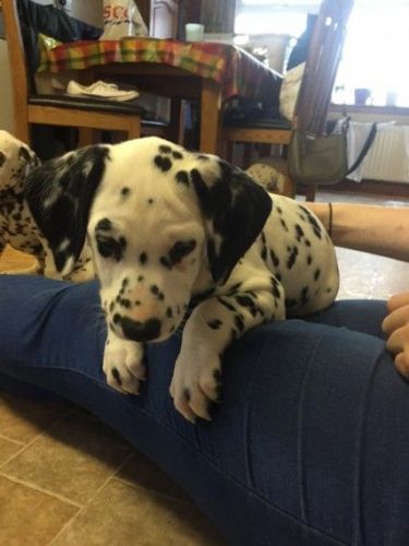 Delightful Dalmatian Puppies for sale