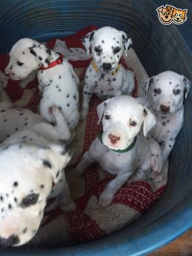 Dalmatian Puppies