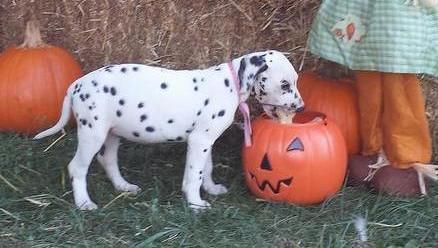 Dalmatian Puppies for sale in San Francisco, CA 94133, USA. price: $350