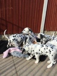Beautiful Dalmatian Puppies