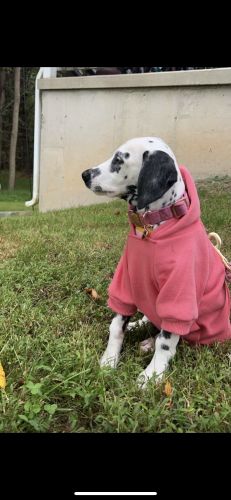 12 week old dalmation maya