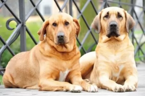 danish broholmer dogs - caring