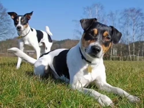 danish swedish farmdog dogs - caring