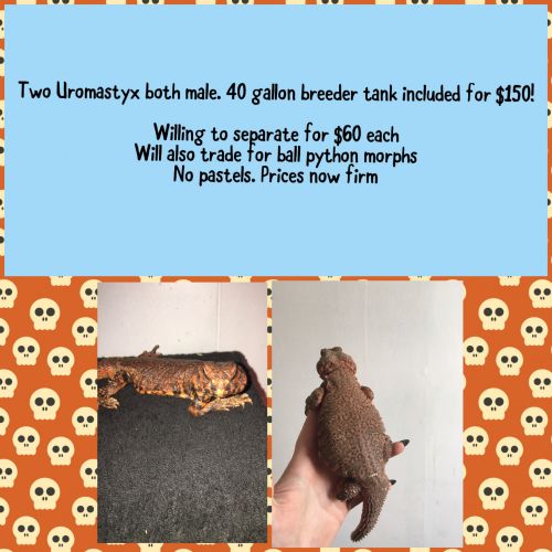 Two Uromastyx