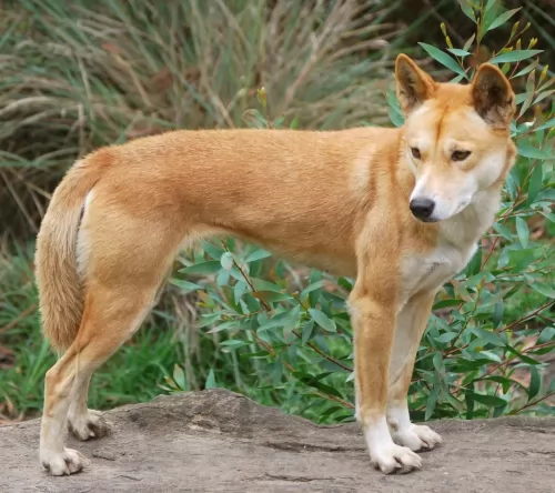 dingo dog - characteristics