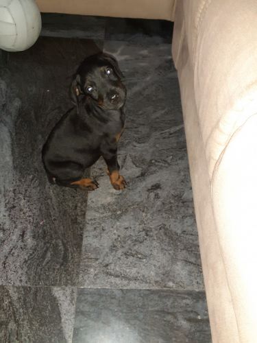 Doberman male puppy 45days old, cheaper price