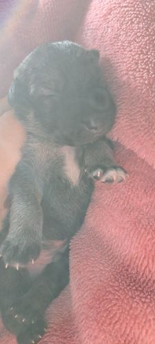 Doberman Pinscher Puppies for sale in Nahan, Himachal Pradesh 173001, India. price: 250 INR