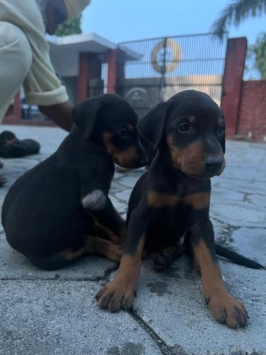 Doberman European Pure Breed