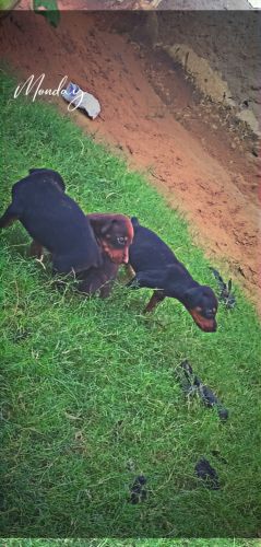 Doberman Pinscher Puppies for sale in Mansarovar, Jaipur, Rajasthan, India. price: 20000 INR