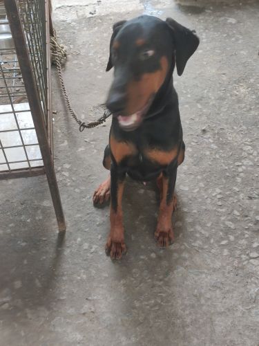 Best breed European Doberman